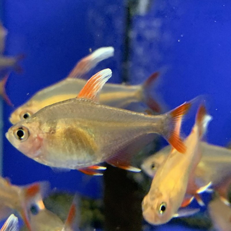 Hyphessobrycon erythrostigma