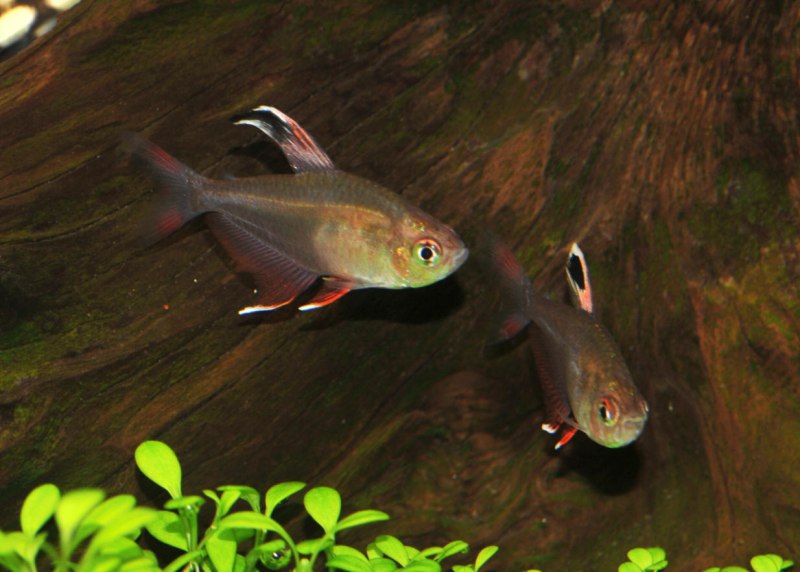 Megalamphodus roseus