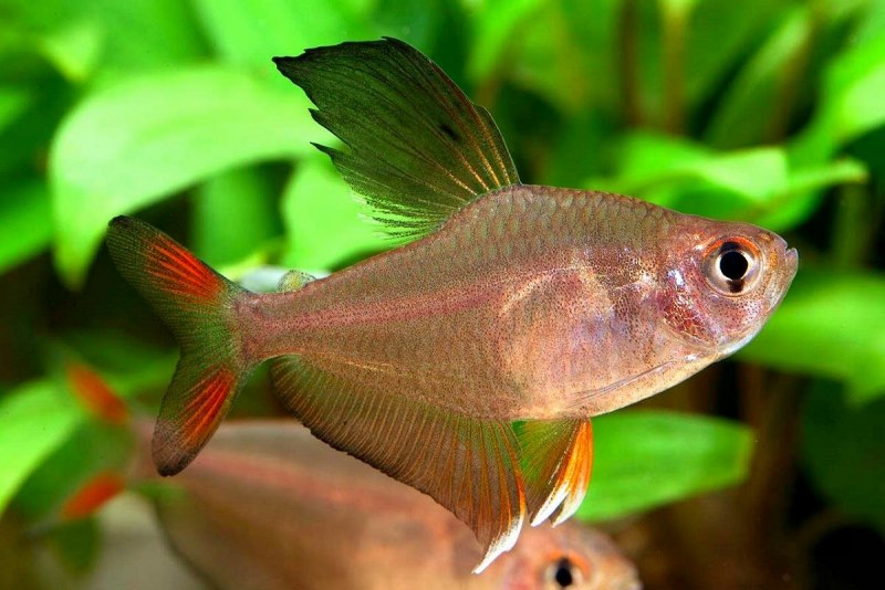 Rhadinocentrus ornatus