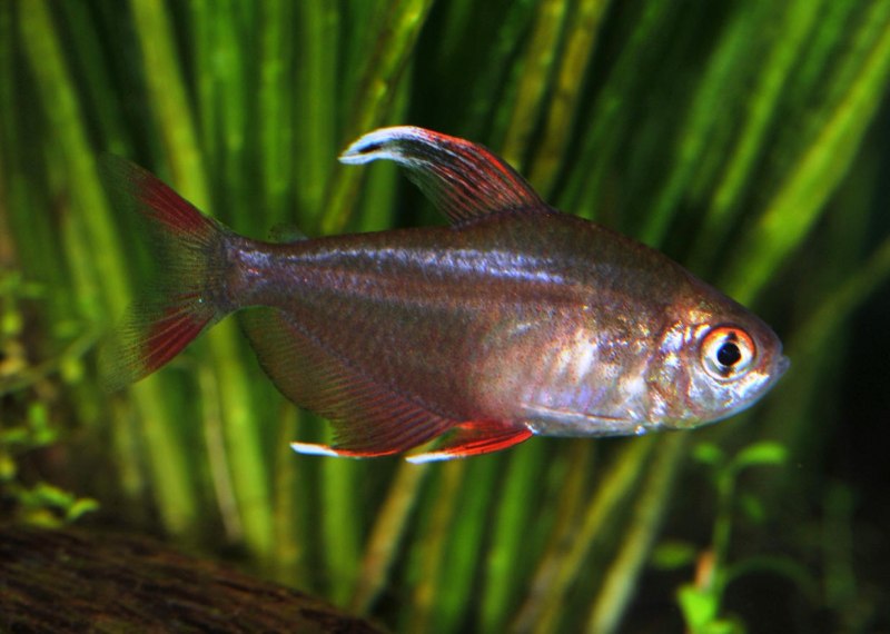 Hyphessobrycon sweglesi