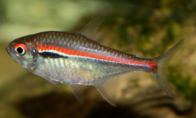 Hyphessobrycon flammeus