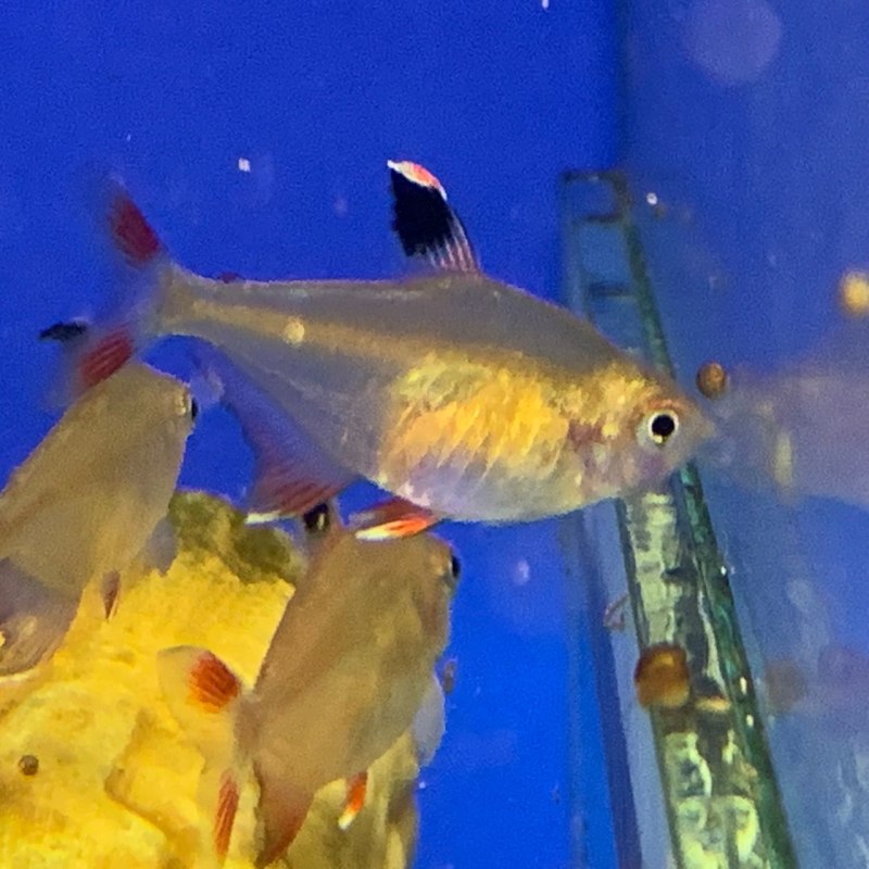 Hyphessobrycon pulchripinnis