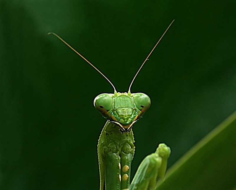 Praying Mantis насекомое