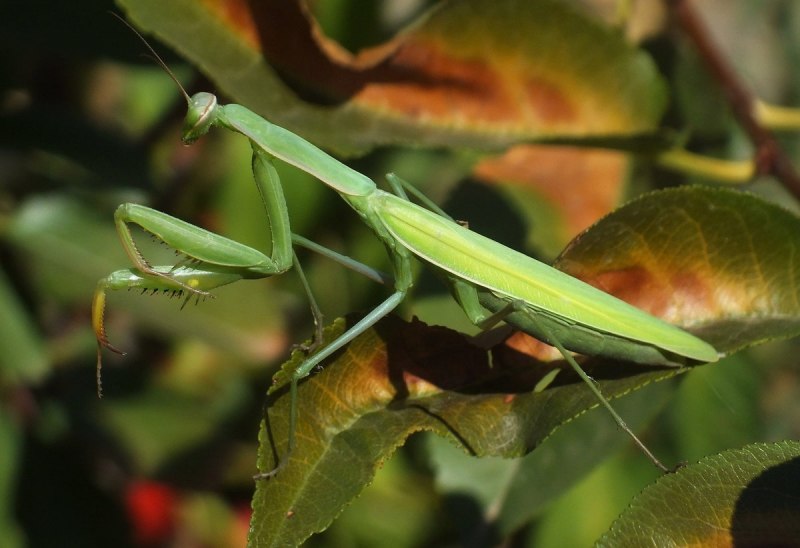 Mantis religiosa Linnaeus, 1758 – богомол обыкновенный