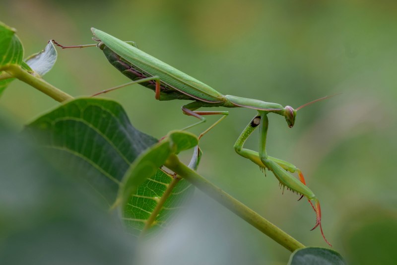 Богомол Mantis