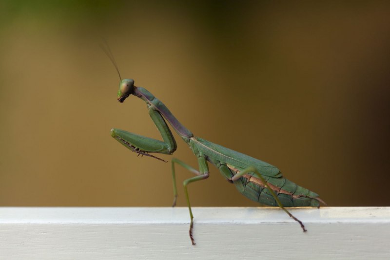 Богомол Mantis