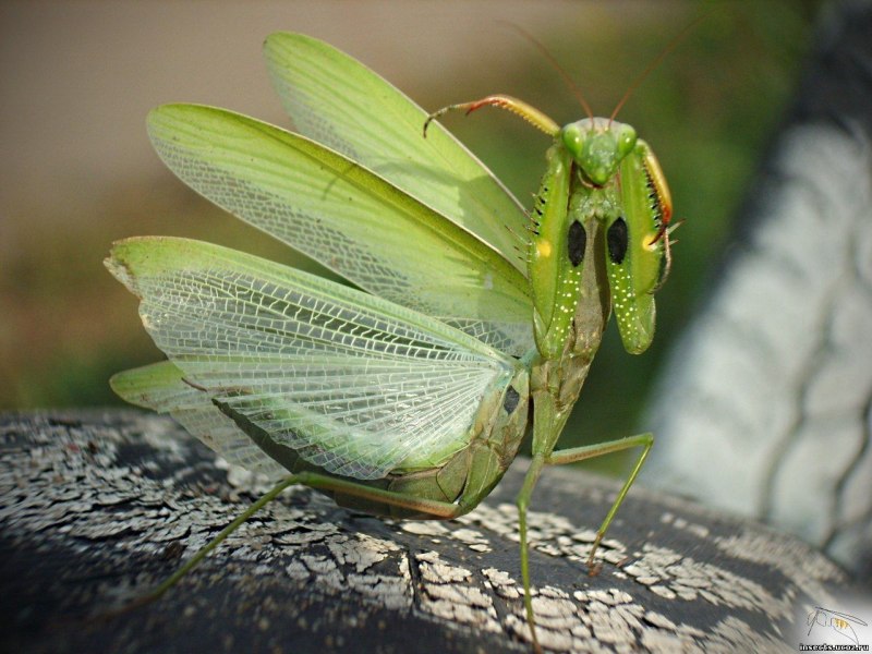 Богомол Mantis