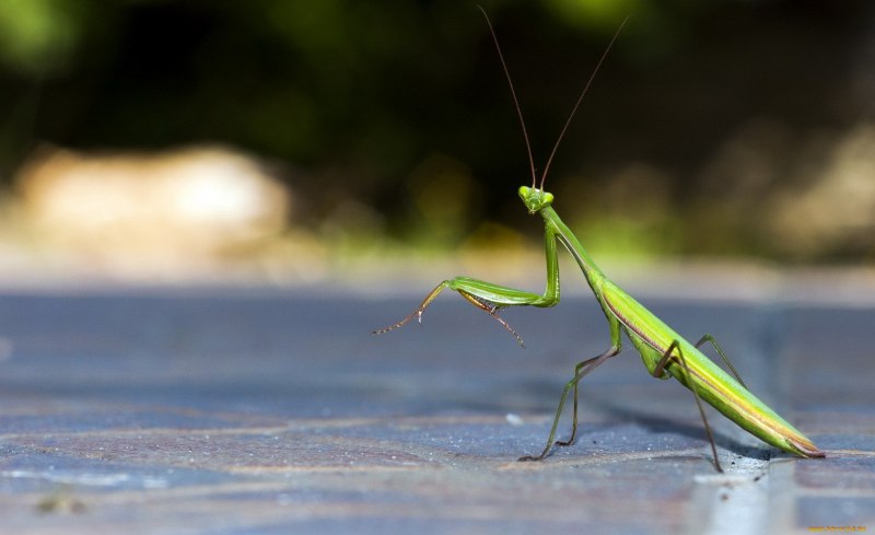 Богомол обыкновенный (Mantis religiosa)