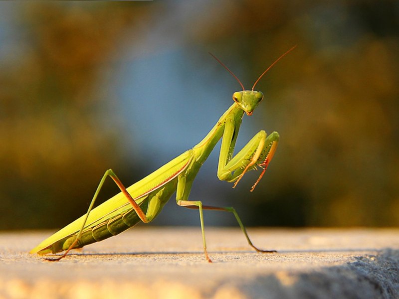 Богомол Mantis