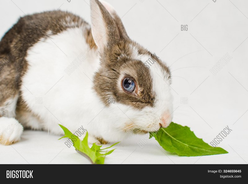 Rabit bite each other