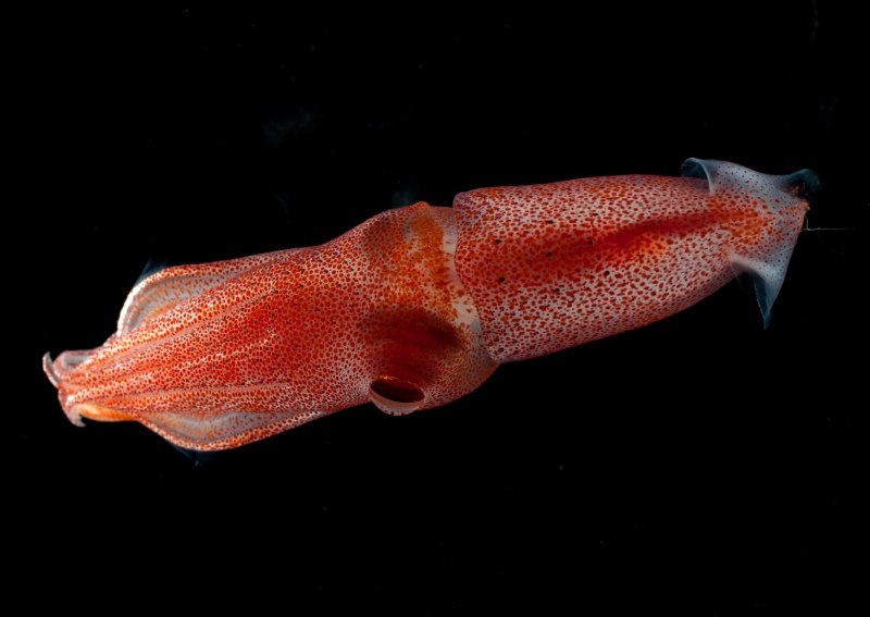 Histioteuthis heteropsis