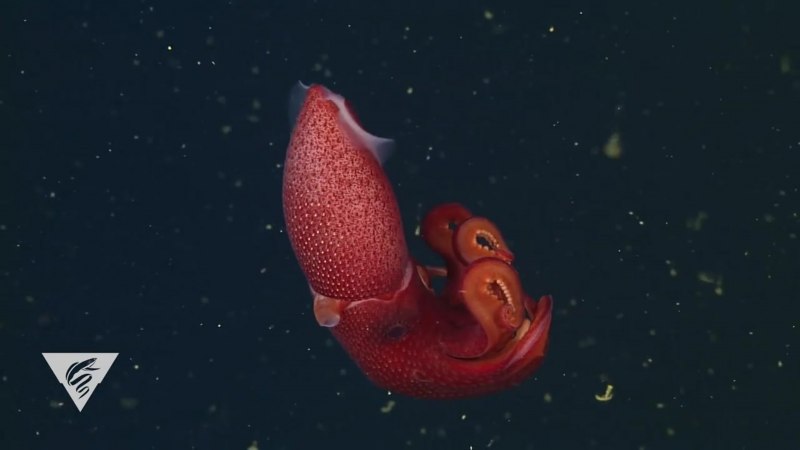 Histioteuthis heteropsis