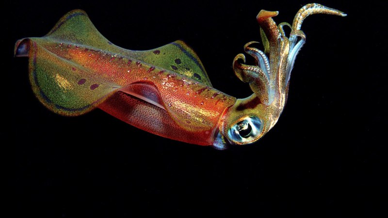 Cockatoo Squid
