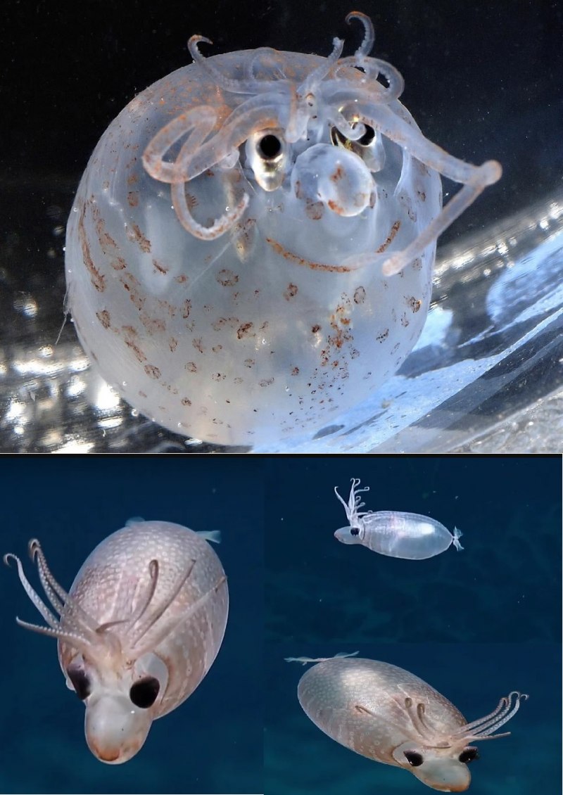 Helicocranchia pfefferi
