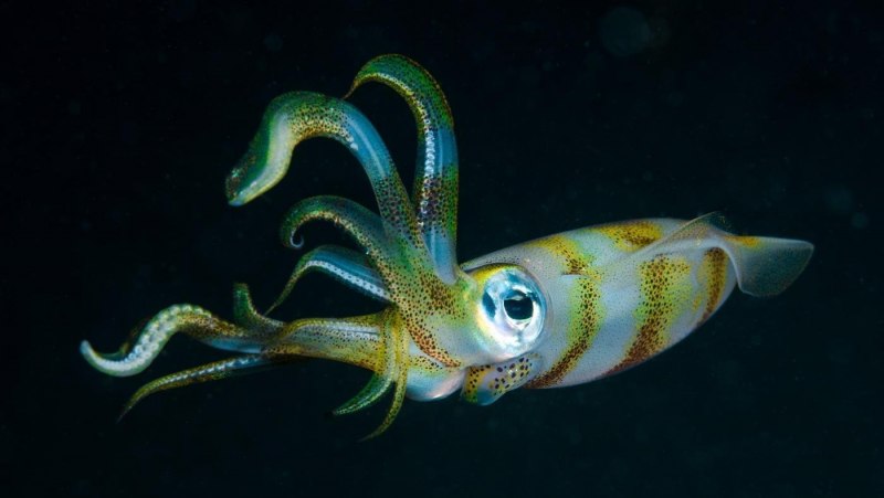 Кальмар Lolliguncula Brevis