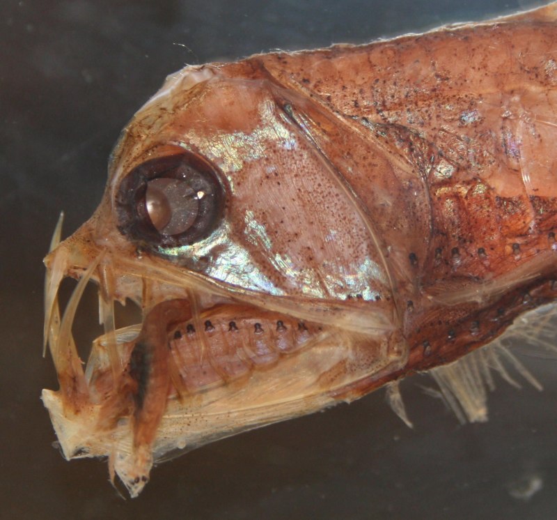Melanocetus murrayi