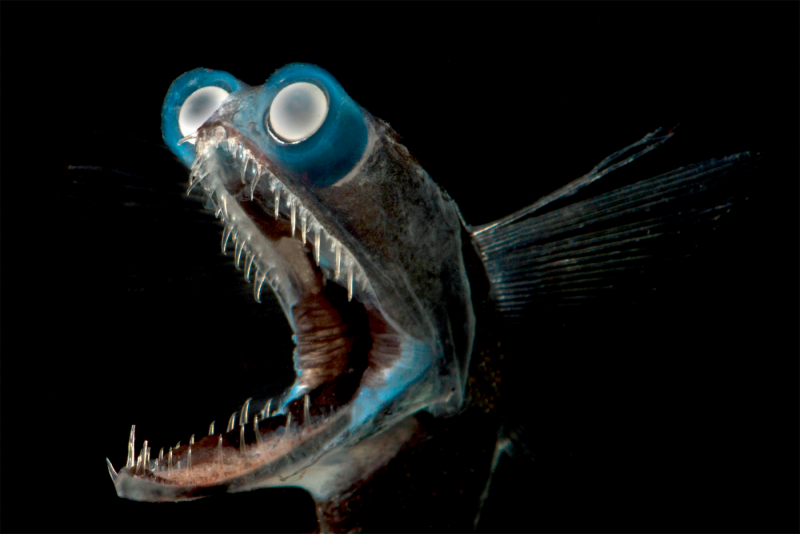 Telescopefish Gigantura