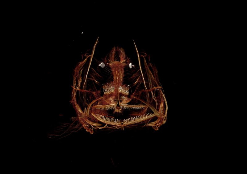 Giganturidae рыба телескоп