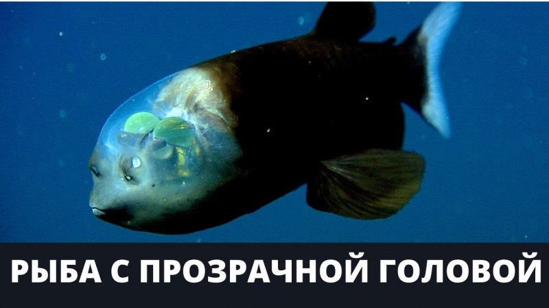Меланоцет Джонсона горбатый морской черт