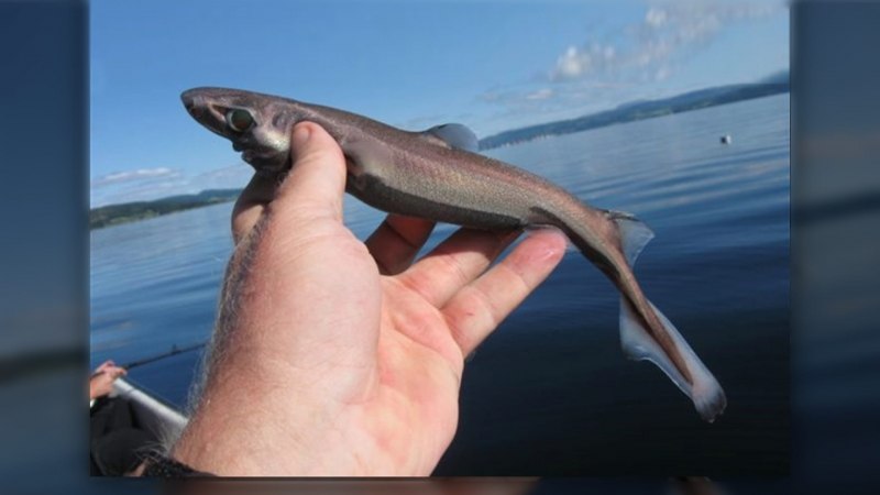 Dwarf lanternshark