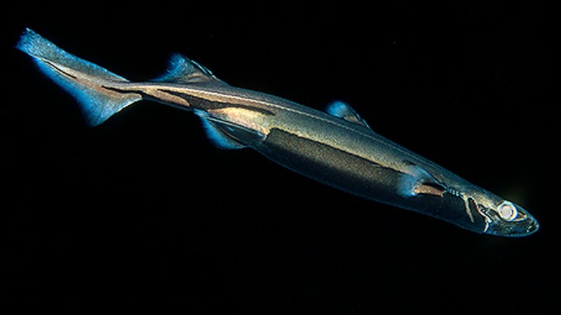 Etmopterus perryi