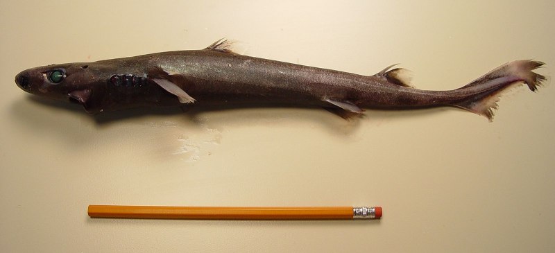 Акулы Etmopterus perryi