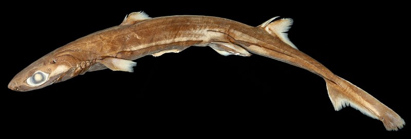 Etmopterus lailae.