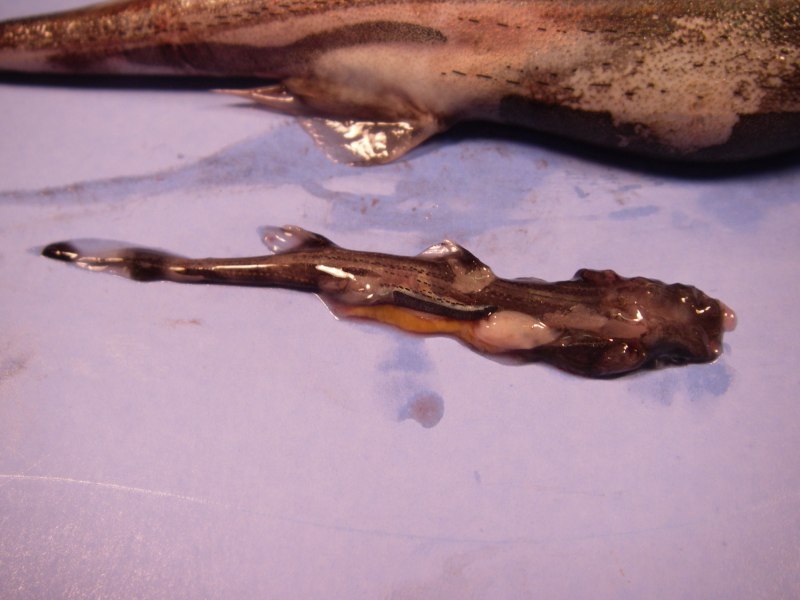 Etmopterus lailae.