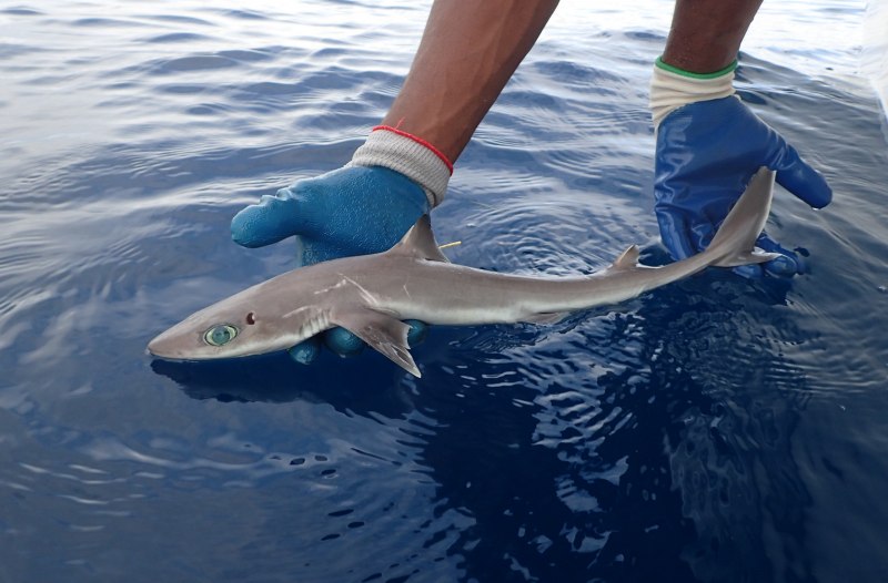 Squalus clarkae
