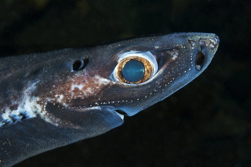Etmopterus perryi