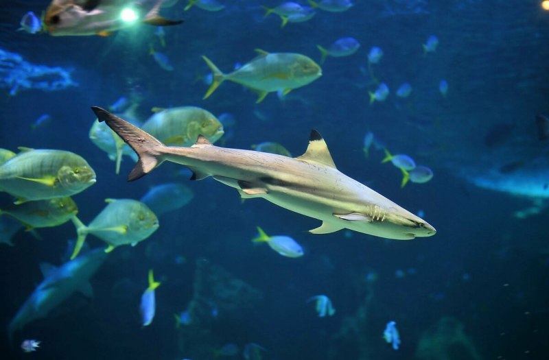 Акулы Etmopterus perryi