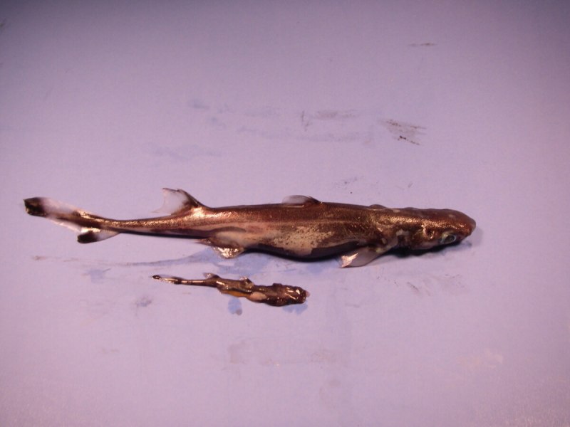 Акулы Etmopterus perryi