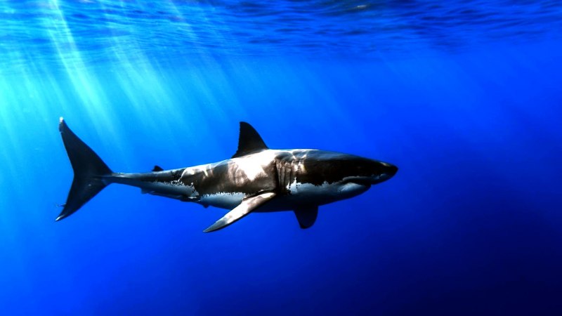 Carcharodon carcharias