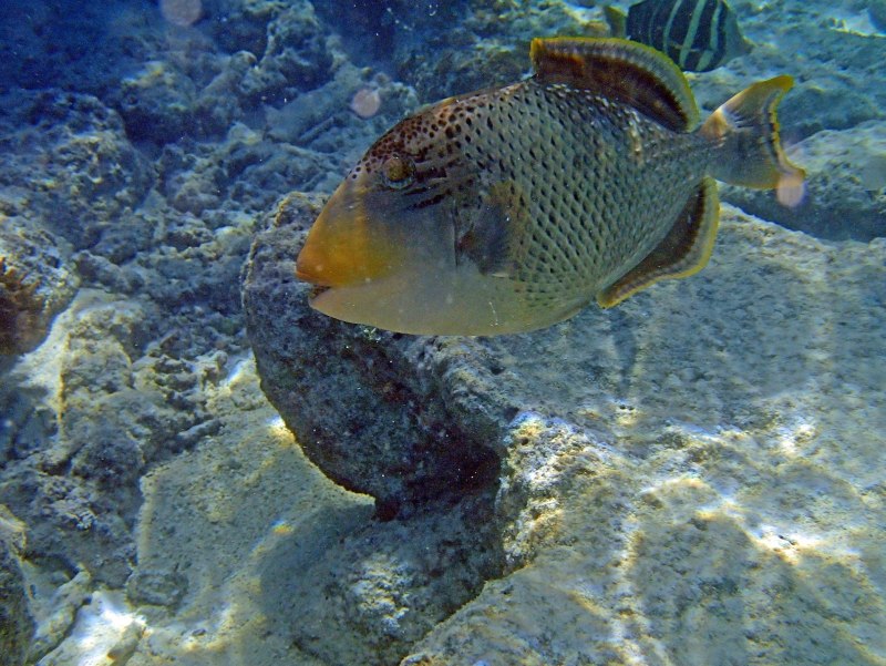 Рыба спинорог красное море