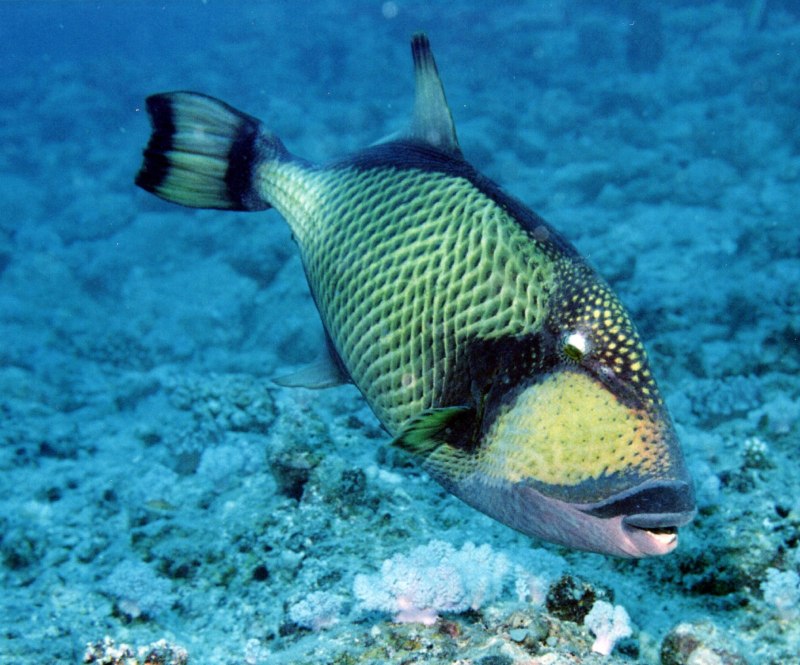 Balistoides