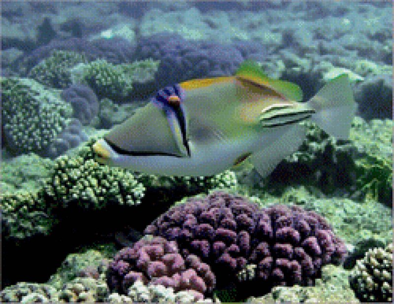 Triggerfish Attack
