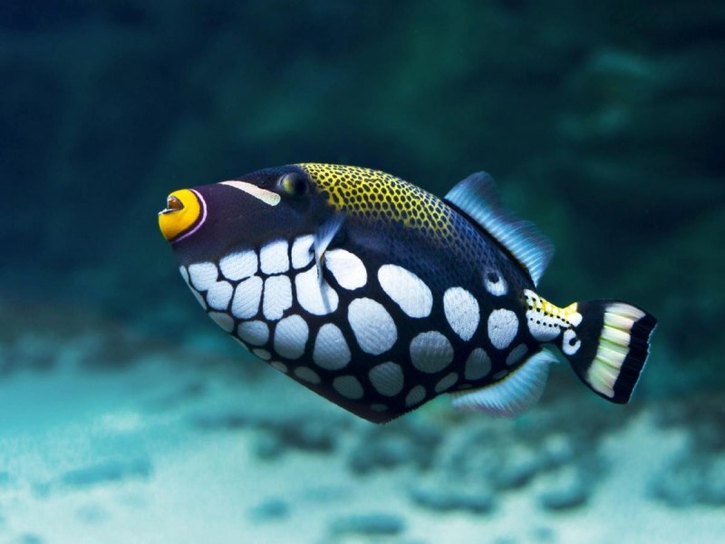 Xanthichthys auromarginatus