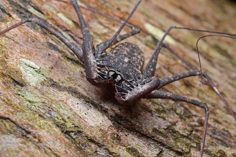 Фрин Damon variegatus