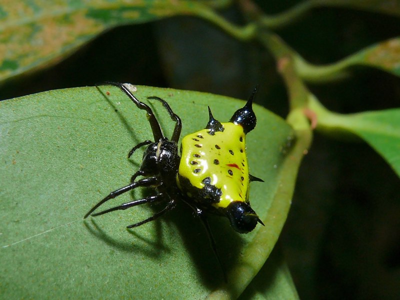 Wasp насекомое
