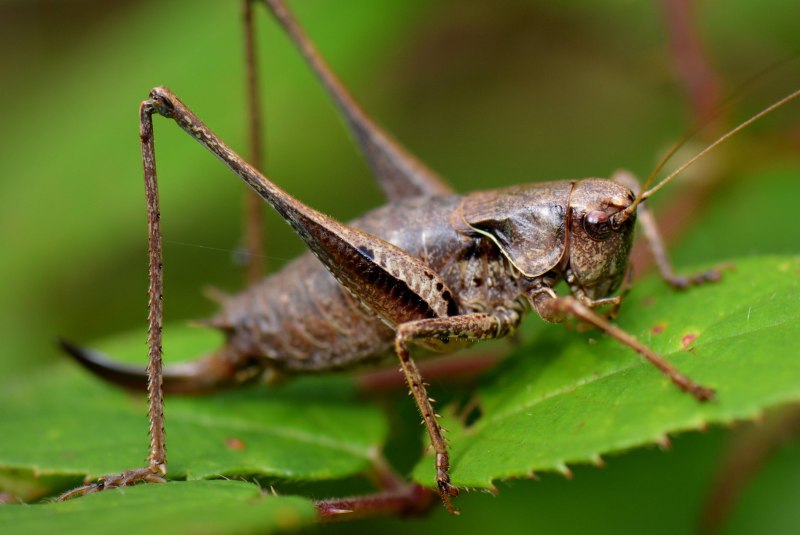 Поденки (Ephemeroptera)