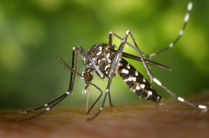Комар желтолихорадочный (Aedes aegypti)