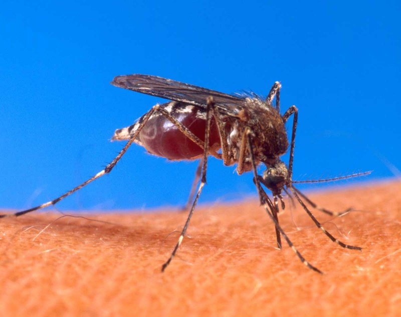 Aedes aegypti и Aedes albopictus