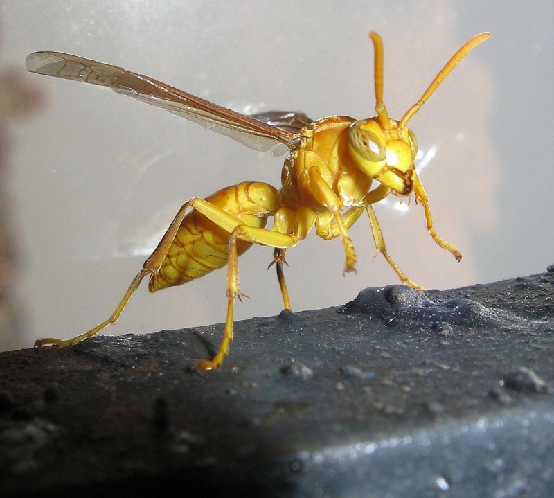 Aedes aegypti комар