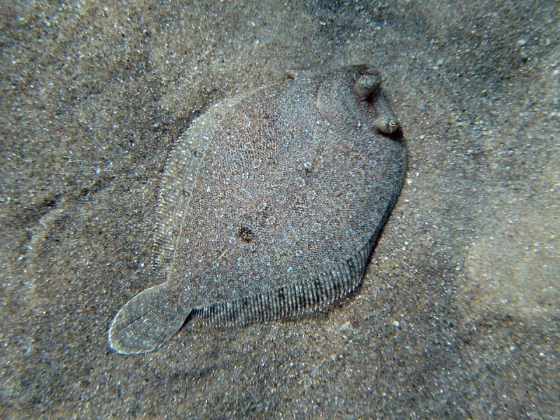 Камбала Средиземное море