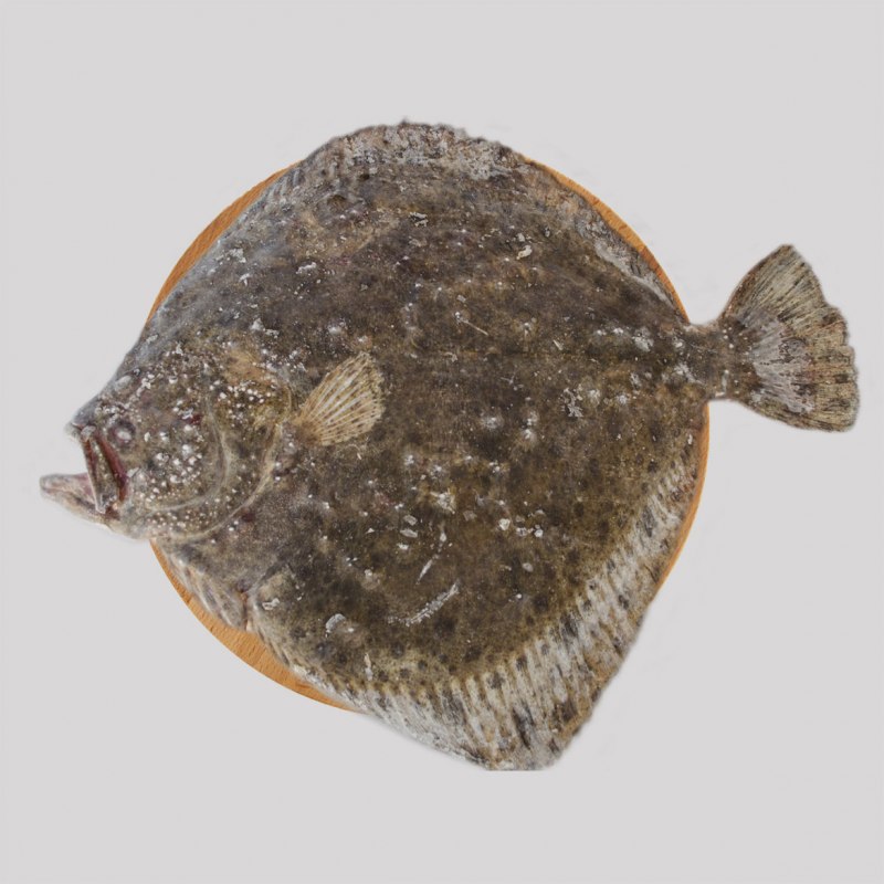 Морская камбала