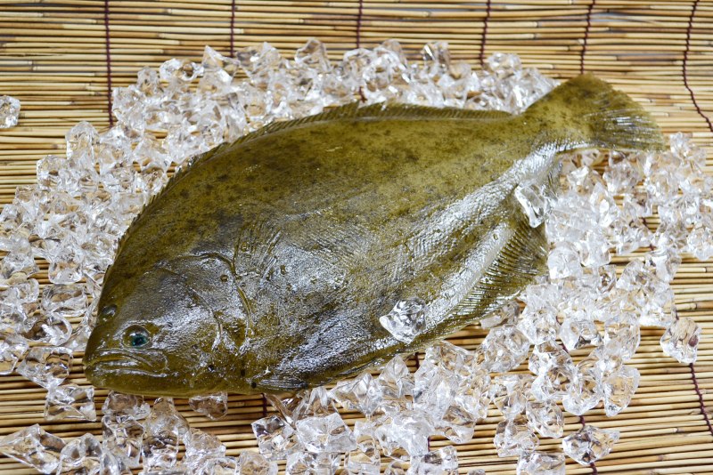 Flounder рыба камбала