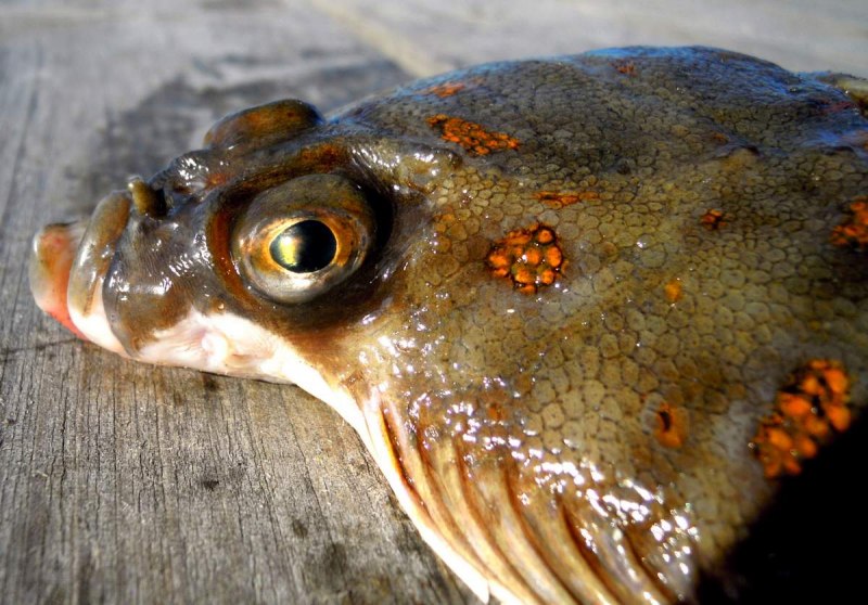 Platessa (pleuronectes) platessa