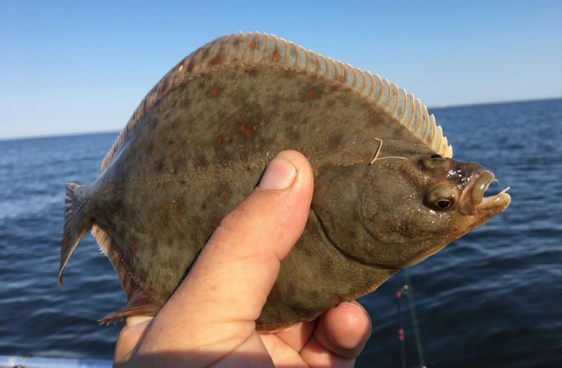 Полярная камбала белого моря