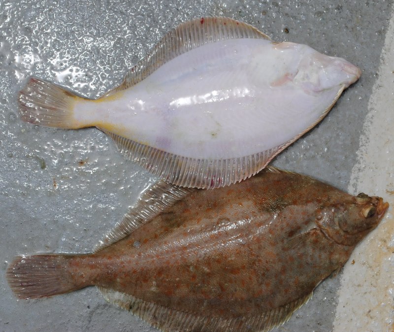 Liopsetta glacialis