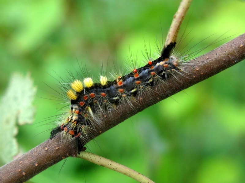 Гусеница кистехвоста Orgyia Antiqua.